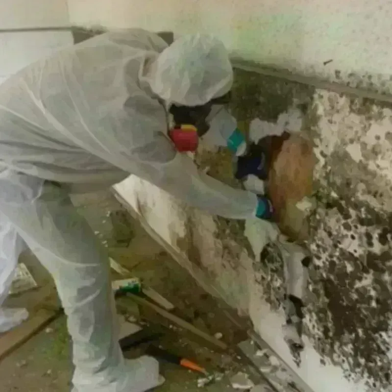 Mold Remediation and Removal in Glenolden, PA